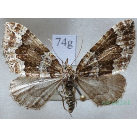 Lampropteryx suffumata (Denis & Schiffermüller, 1775) Paśnik pachniczek Czech74g